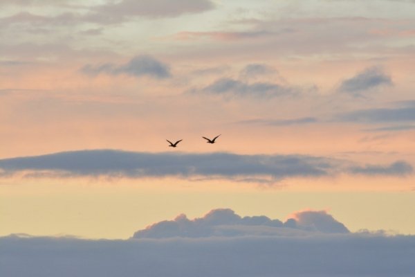two birds flying on sky at daytime
